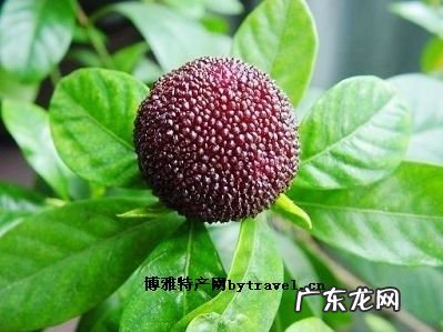 温州梅子酒 温州杨梅酒图片