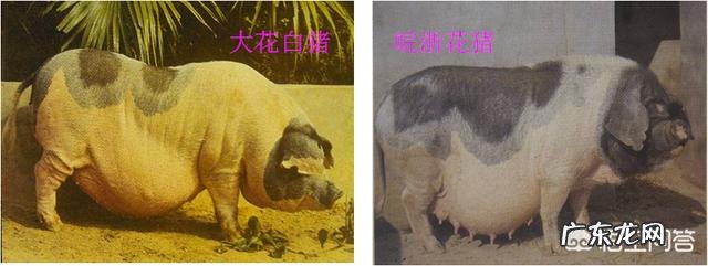 国内猪品种都有哪些?