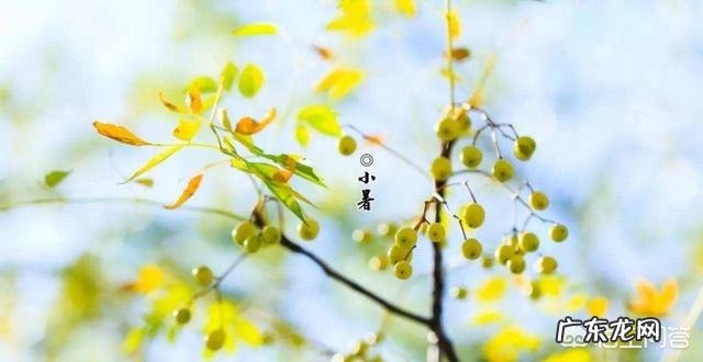 小暑吃的三宝是什么?