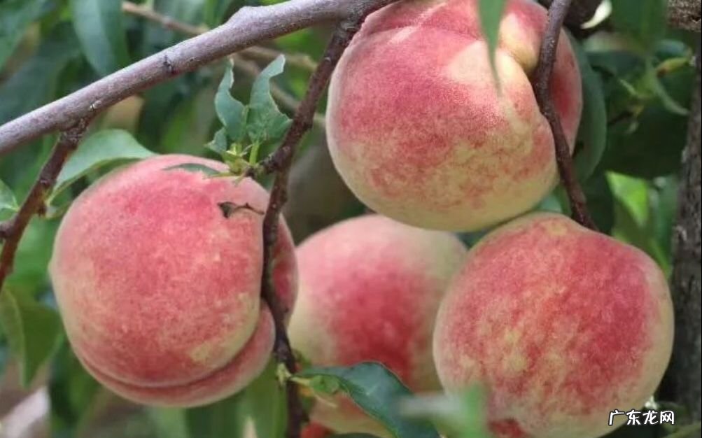 寒露蜜桃子里面的化肥味儿 寒露蜜桃子