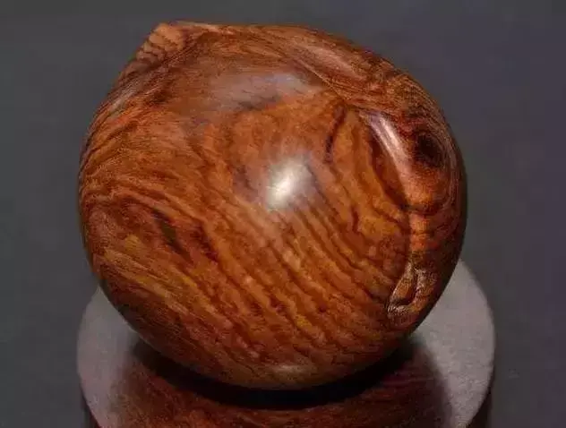 海螺摆件有什么讲究吗 海螺摆件有什么风水作用吗