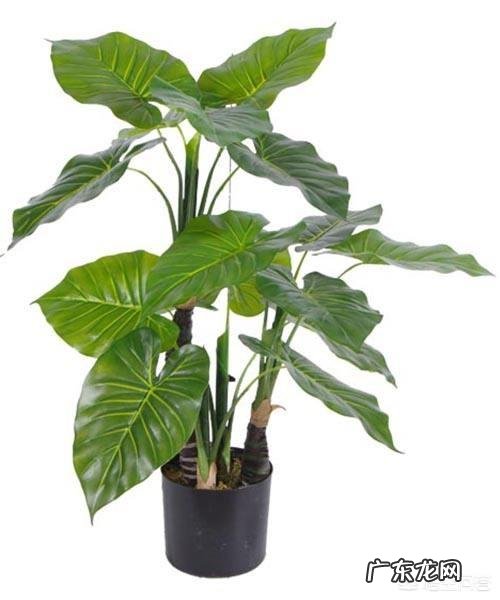 “海芋”滴水观音的养殖方法有几种?能净化空气吗?