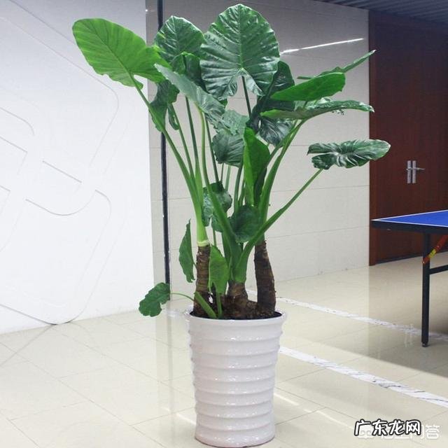 “海芋”滴水观音的养殖方法有几种?能净化空气吗?