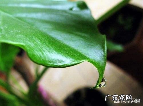 “海芋”滴水观音的养殖方法有几种?能净化空气吗?