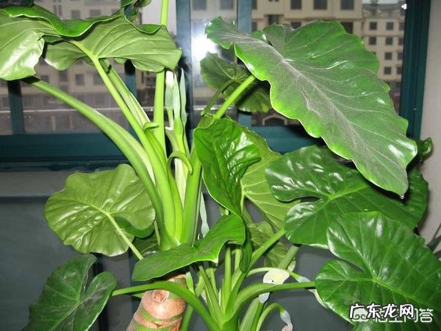 “海芋”滴水观音的养殖方法有几种?能净化空气吗?