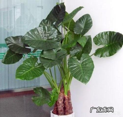 “海芋”滴水观音的养殖方法有几种?能净化空气吗?