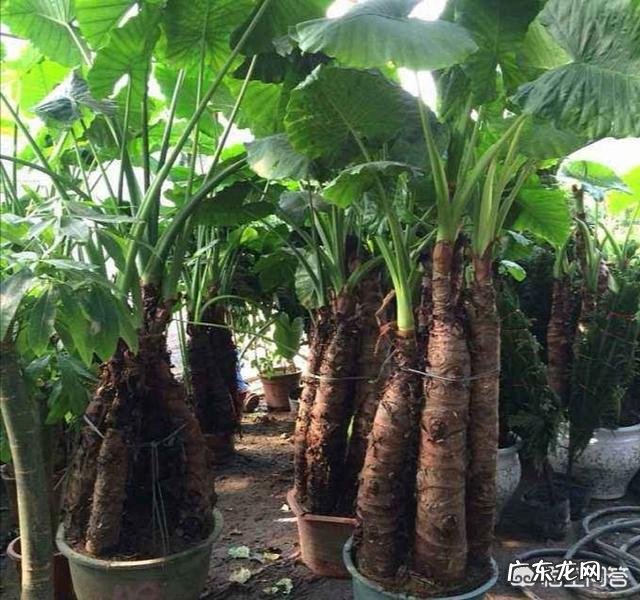 “海芋”滴水观音的养殖方法有几种?能净化空气吗?