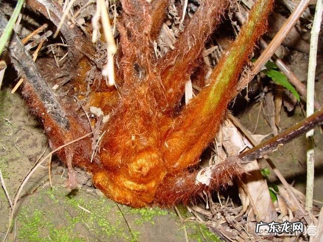 止血的草有哪些?