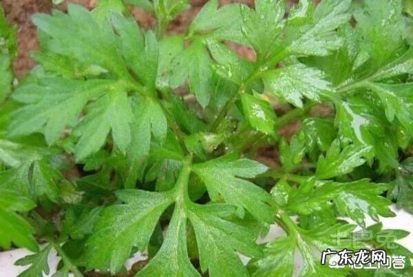 止血的草有哪些?