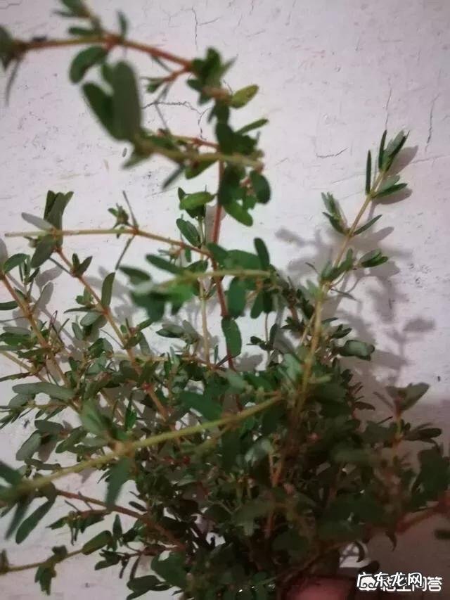 止血的草有哪些?