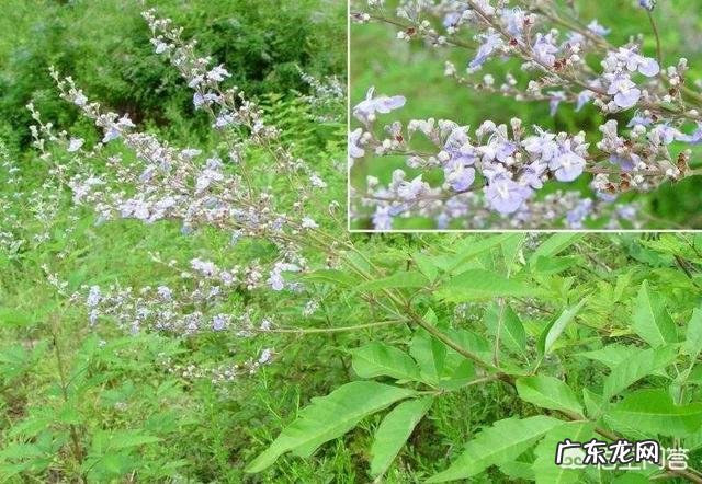 止血的草有哪些?