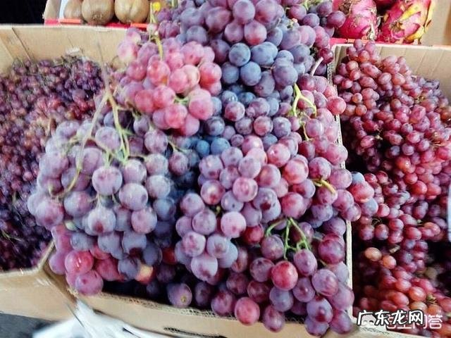 新疆哪个种类的葡萄最好吃?