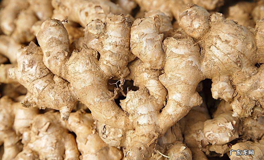 如何大量保存鲜姜