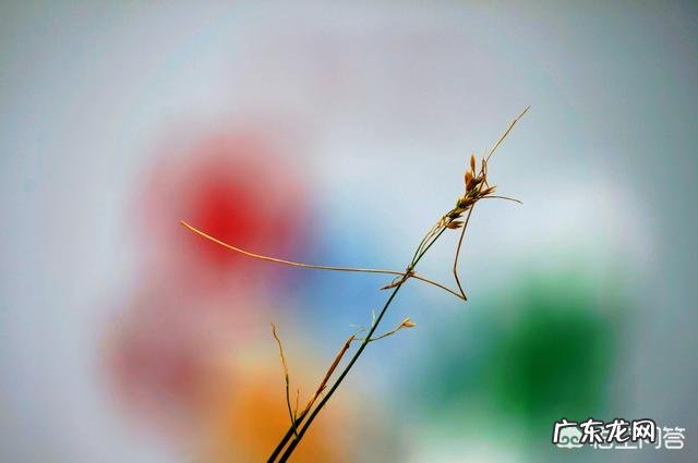 在拍摄花花草草这些植物时，你是怎样搭配画面色彩的？