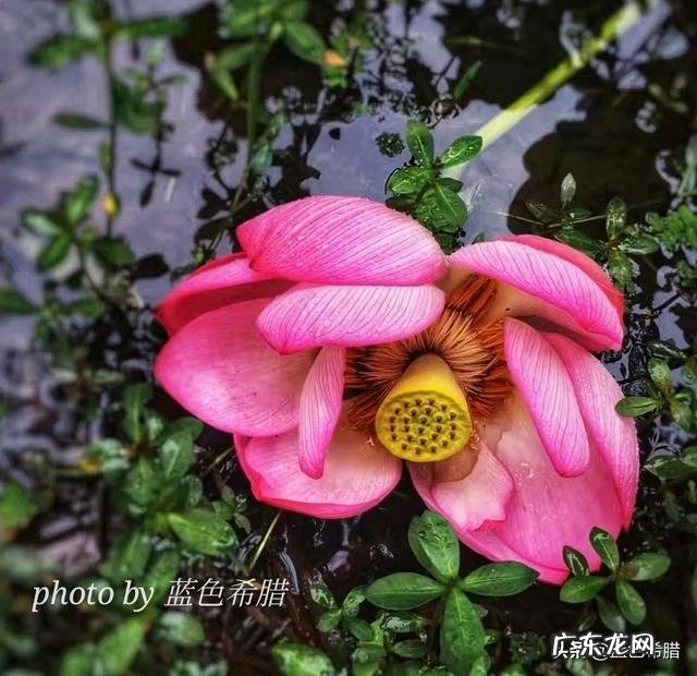 在拍摄花花草草这些植物时,你是怎样搭配画面色彩的?