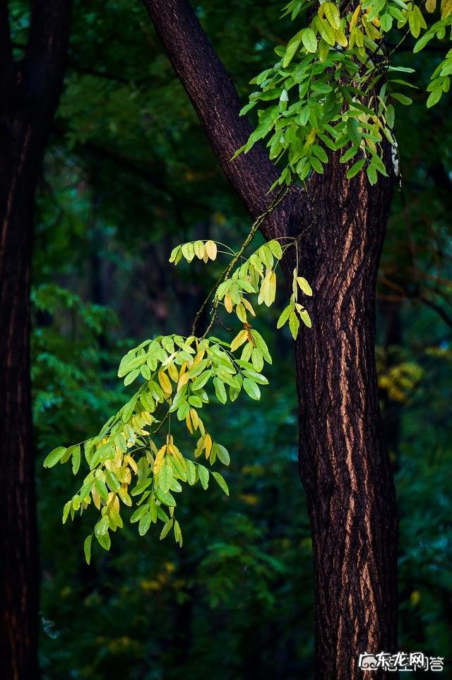 在拍摄花花草草这些植物时，你是怎样搭配画面色彩的？