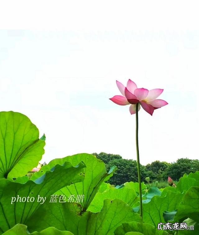 在拍摄花花草草这些植物时,你是怎样搭配画面色彩的?