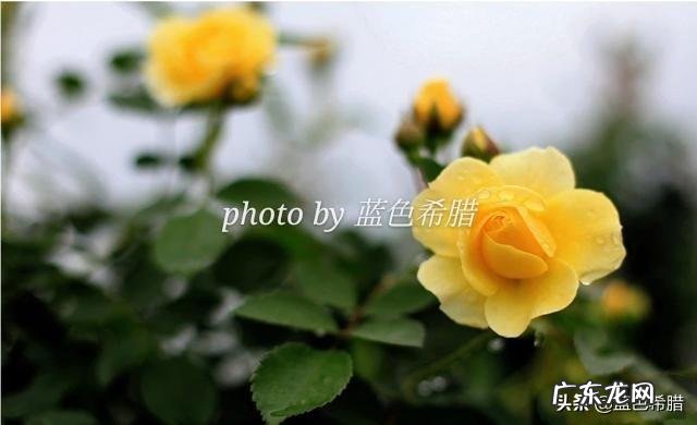 在拍摄花花草草这些植物时,你是怎样搭配画面色彩的?