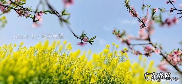 在拍摄花花草草这些植物时,你是怎样搭配画面色彩的?