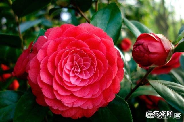 山茶花适合在家里栽种吗?