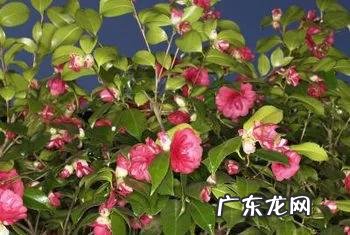 山茶花适合在家里栽种吗?
