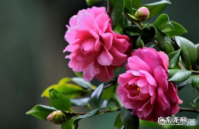 山茶花适合在家里栽种吗?