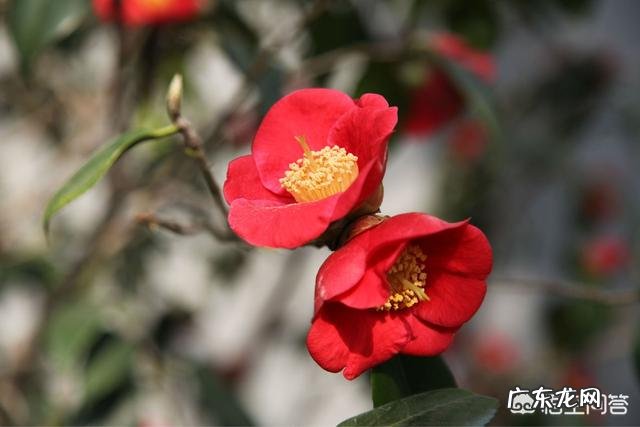 山茶花适合在家里栽种吗?