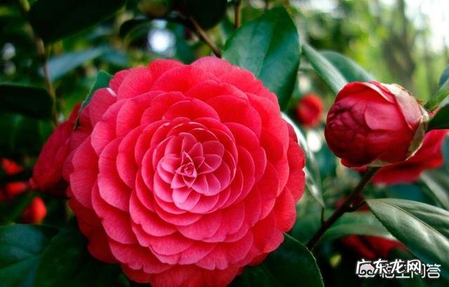 山茶花适合在家里栽种吗?