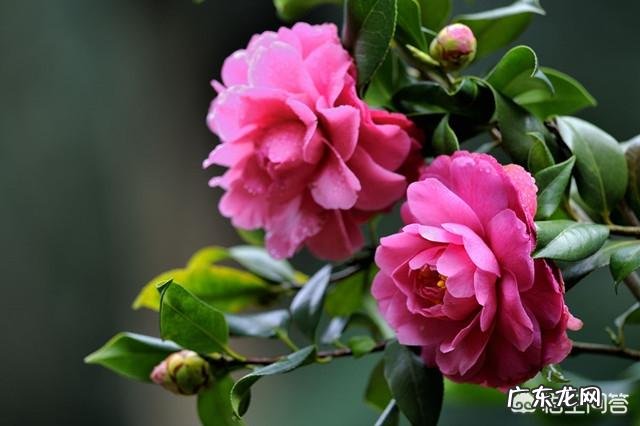 山茶花适合在家里栽种吗?