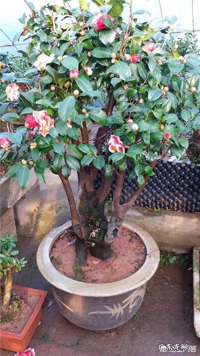 山茶花适合在家里栽种吗?