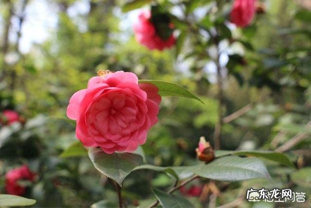 山茶花适合在家里栽种吗?