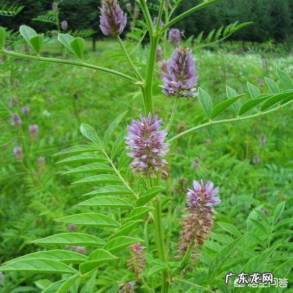 红枣、生甘草、沉皮一起泡水有什么功效?