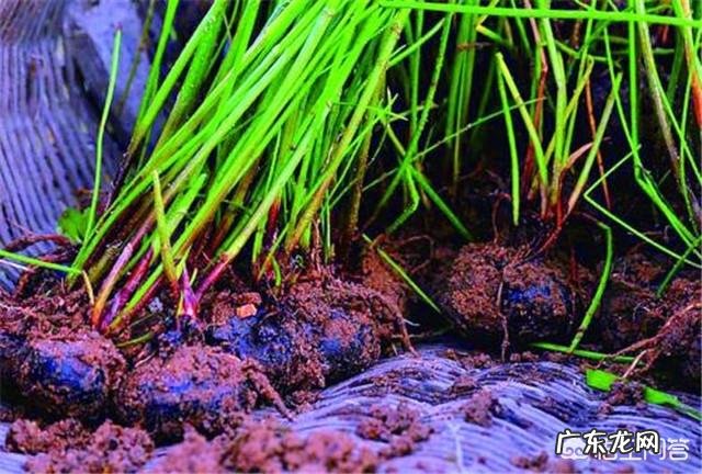 荸荠有那些营养价值?