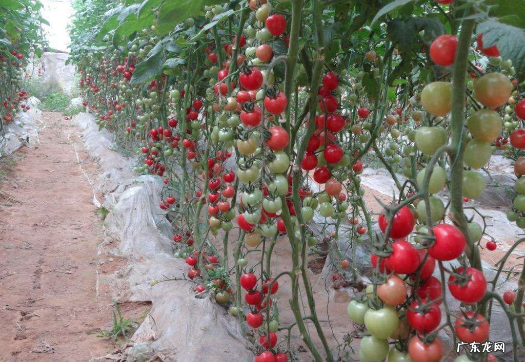 樱桃番茄种植方法