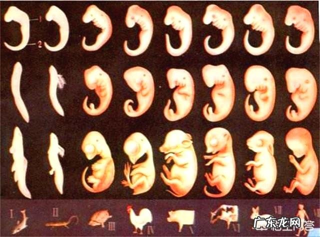 物种间类似的结构形态,暗示了什么意思?