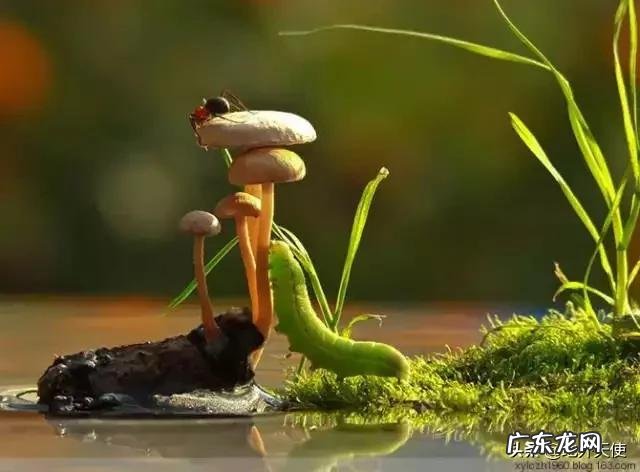 物种间类似的结构形态,暗示了什么意思?