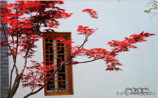 你有没有晚上做梦找厕所的经历？最后结果怎么样了？