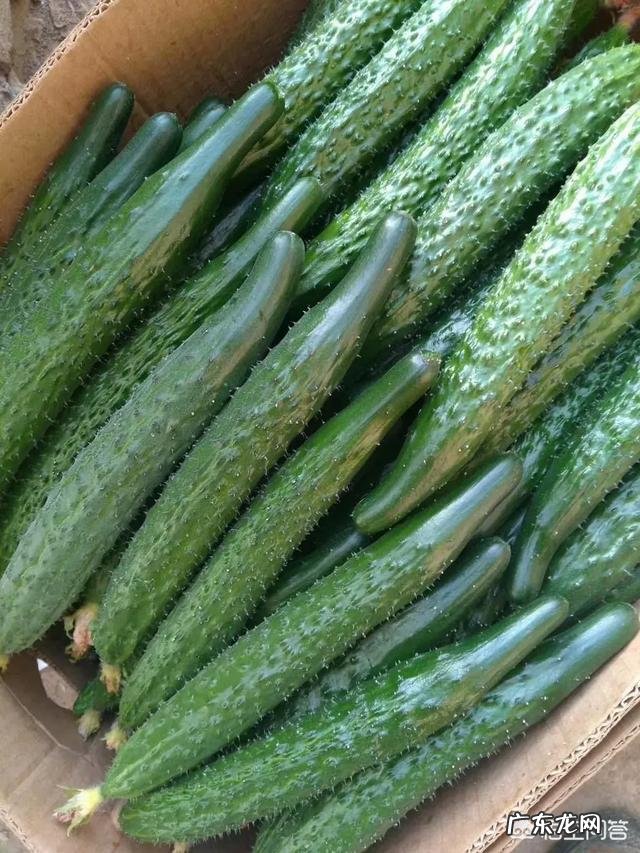 冷棚种植黄瓜怎么预防霜霉病和白粉病?