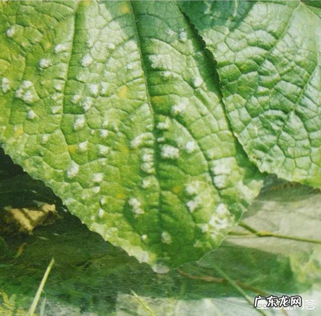 冷棚种植黄瓜怎么预防霜霉病和白粉病?