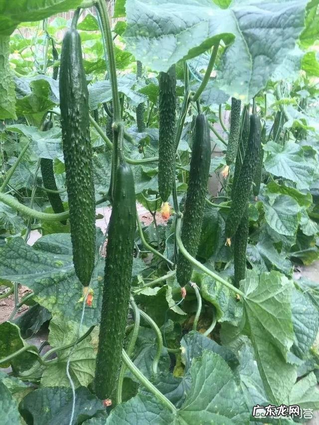 冷棚种植黄瓜怎么预防霜霉病和白粉病?