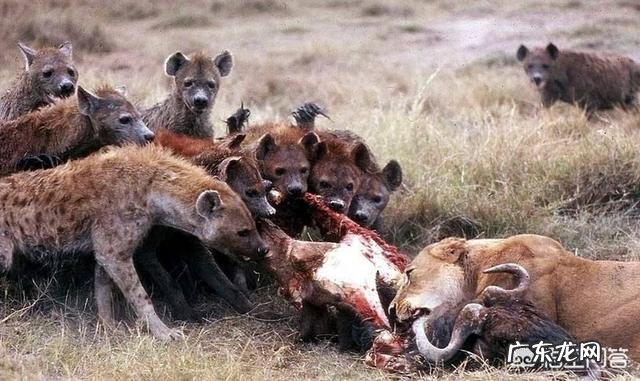 大型的纯种藏獒与鬣狗搏斗,无人类干预下,藏獒能打赢吗?