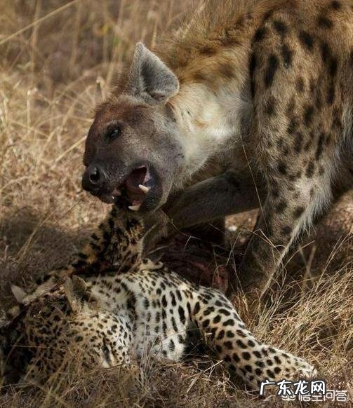 大型的纯种藏獒与鬣狗搏斗,无人类干预下,藏獒能打赢吗?