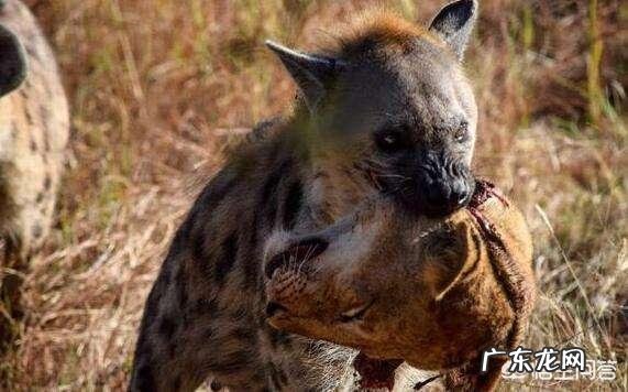 大型的纯种藏獒与鬣狗搏斗,无人类干预下,藏獒能打赢吗?