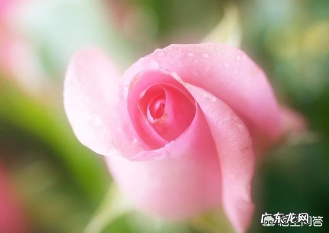 女性朋友有必要打宫颈癌疫苗吗？