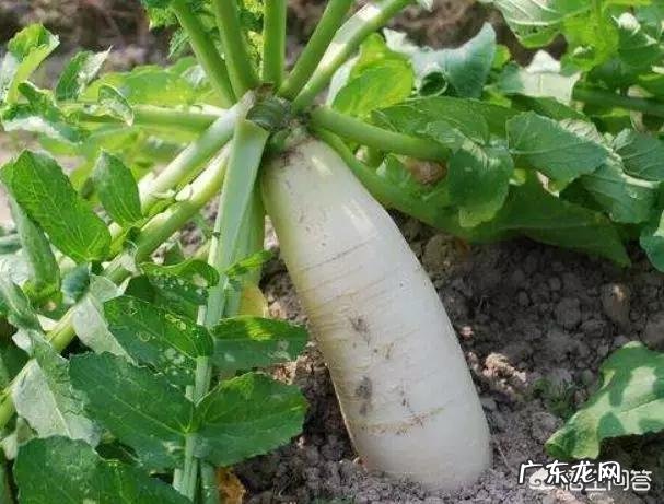 “立冬补冬,补嘴空”!立冬节气有啥习俗?该如何进补?