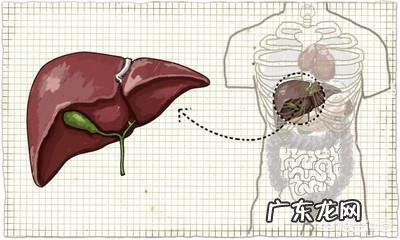有什么食物可以养肝？
