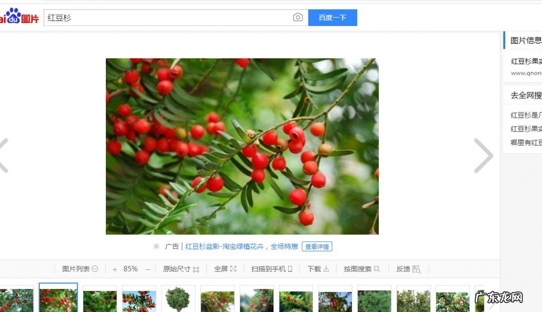 红豆杉适合室内养吗