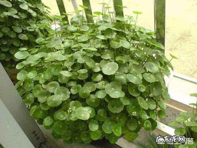 这个季节的铜钱草该怎么养?