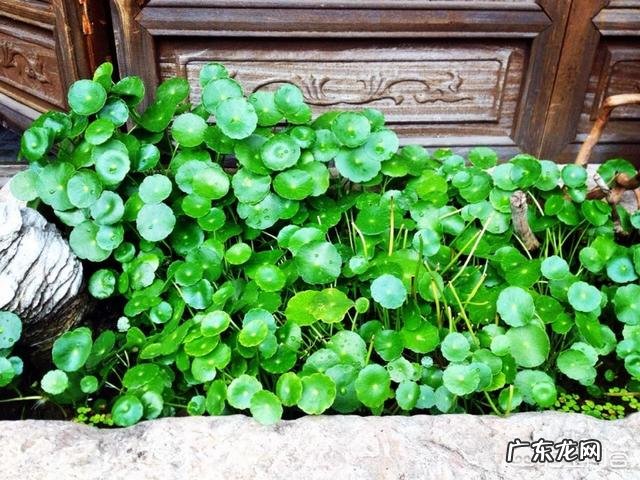 这个季节的铜钱草该怎么养?