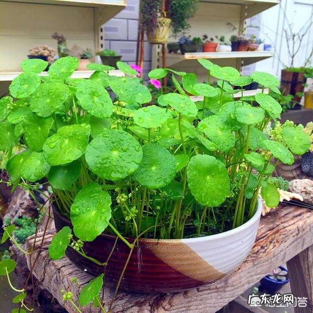 这个季节的铜钱草该怎么养?